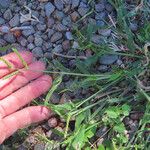 Urochloa panicoides Habitus