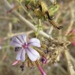 Plumbago europaea Blodyn