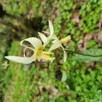 Erythronium oregonum Blüte