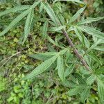 Artemisia verlotiorum Leaf