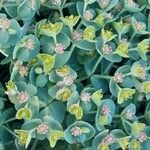 Euphorbia myrsinites Blüte