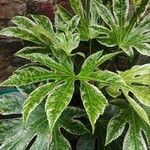 Fatsia japonicaপাতা