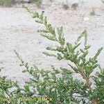 Bassia hyssopifolia 形态