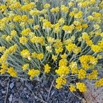 Helichrysum saxatile Květ