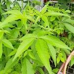 Vitex negundo Levél