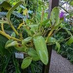 Guarianthe bowringiana Hábito