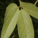 Dalechampia websteri Hoja
