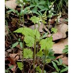 Mitella diphylla Hábitos