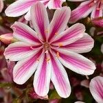 Lewisia longipetala ᱵᱟᱦᱟ