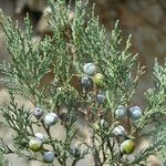 Juniperus excelsa 果