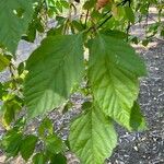 Acer cissifolium 叶