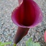 Zantedeschia albomaculataFlors