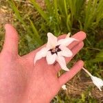 Gladiolus murielae Flower