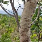 Bowdichia virgilioides Bark