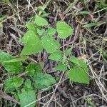 Mikania scandens Leaf