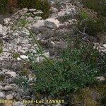 Laserpitium gallicum Habit