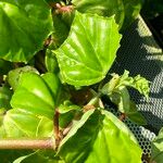 Begonia convolvulacea Hábito