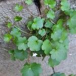 Cymbalaria muralis Leaf