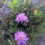 Scabiosa pyrenaica Flower