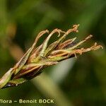 Carex sempervirens Vrucht