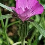 Agrostemma githago 花