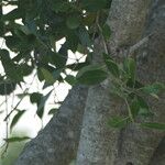 Olea capensis Folha