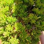 Crassula ovata 葉