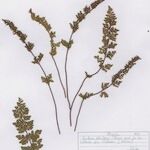 Hemionitis pteridioides পাতা