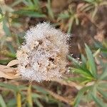 Baccharis salicifolia Frucht