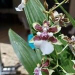 Oncidium altissimumKvet