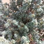 Polycarpaea nivea Hoja