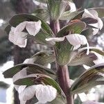 Acanthus mollisFlower