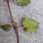 Hydrocotyle sibthorpioides Leaf