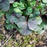 Cardamine trifolia Blad