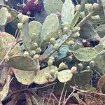 Opuntia ficus-indica Likasa