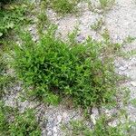 Polygonum aviculare叶