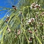 Retama monosperma Flower