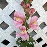 Antirrhinum australe Flower