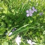 Geranium asphodeloides Flor