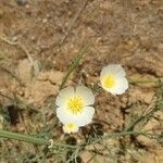 Eschscholzia californicaFlower