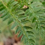 Polystichum aculeatum 葉