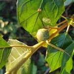 Solanum paludosum Φρούτο