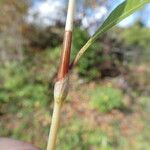 Persicaria hydropiper Leaf