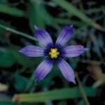 Sisyrinchium halophilum Blomst