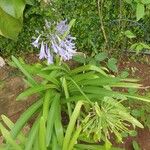 Agapanthus africanusപുഷ്പം