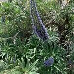 Echium candicansBlüte