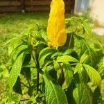 Pachystachys lutea Blad