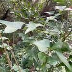 Erythrina humeana Liść