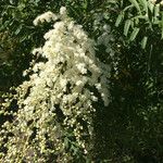 Sorbaria kirilowii ফুল