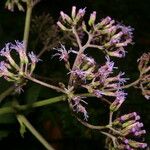 Neomirandea angularis Flor